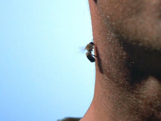 File:Bee on Repairman's neck.jpg