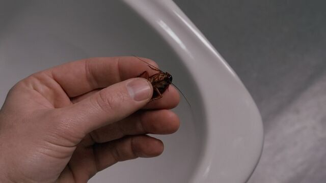 File:Roach.jpg