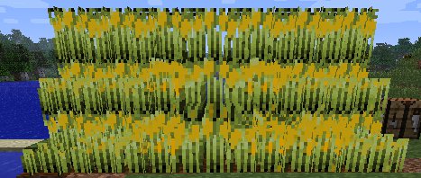 CornCrop