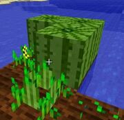WatermelonsRock