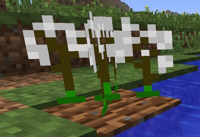 CottonPlant