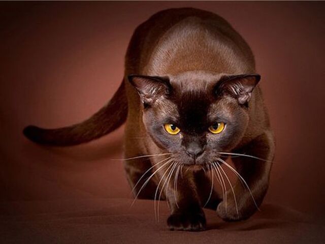 File:Reenahcat.jpg