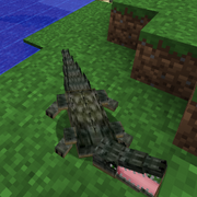 Crocodile