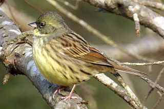 檔案:320px-Emberiza spodocephala.jpg