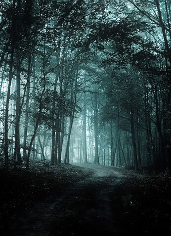 File:Cold Forest.jpg
