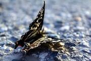 Lucy's Butterfly