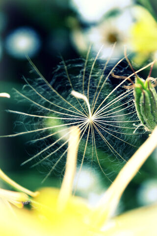 File:Wish Fragment by AlrightSon.jpg