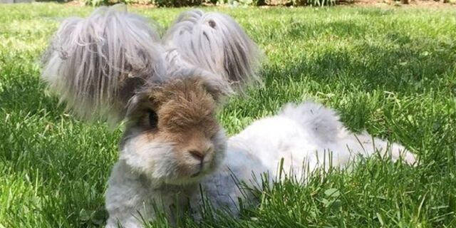 File:My dream bunny.jpg