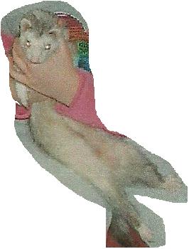 File:My ferret.jpg
