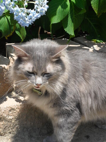 File:Samoutside.jpg.jpg