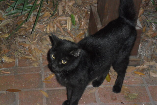 File:Ebeneezer-Midnight.jpg