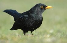 Amsel Maennchen