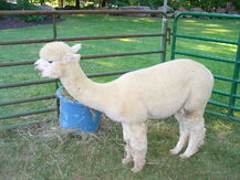 1200px-Rose Hill Farm Alpaca 01