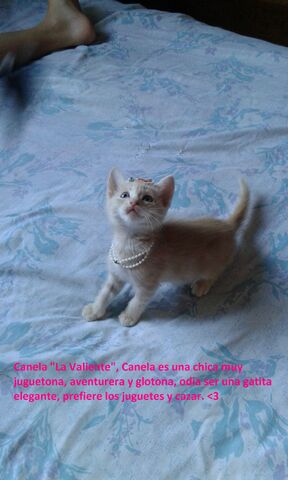 Archivo:Gatitos.jpeg