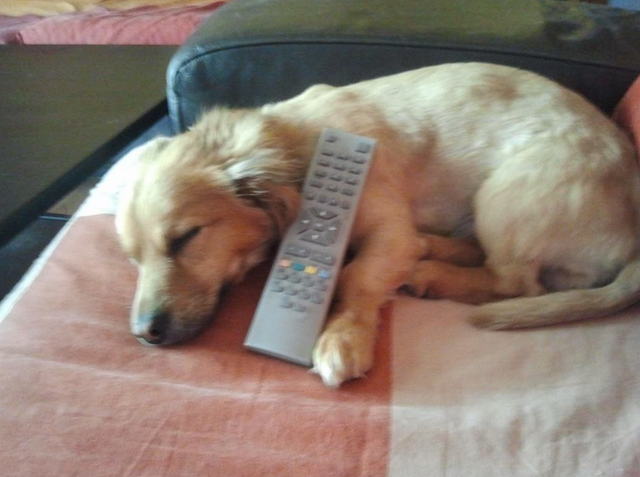 Archivo:Milu (2).png