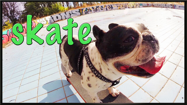 Archivo:SKATE.jpg