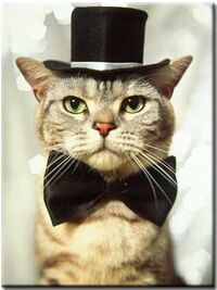 Cat-with-hat