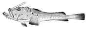 Lophius piscatorius