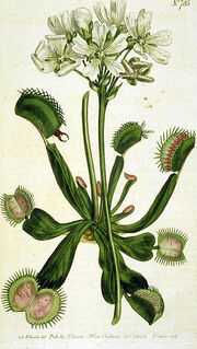 339px-Drawing of Venus Flytrap