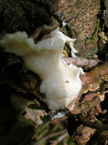 File:Enteridium lycoperdon, showing 'slime'.jpg