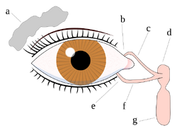 800px-Tear system svg