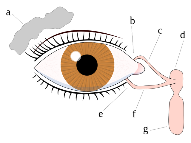 File:800px-Tear system svg.png