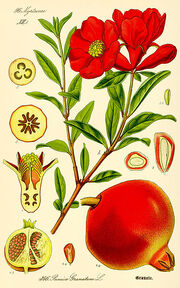 Illustration Punica granatum
