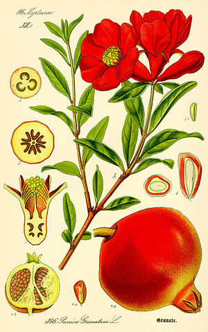 File:Illustration Punica granatum.jpg