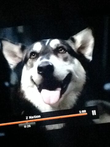 File:ZNation-Wiki Unnamed Sled Dog Infobox 001.jpg