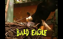 Bald Eagle Landing