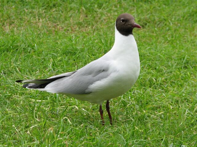File:BlackHeadedGull.jpg