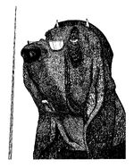 Uschan de Lucca.jpg