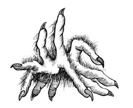 Haarsträuber Handspinne.jpg