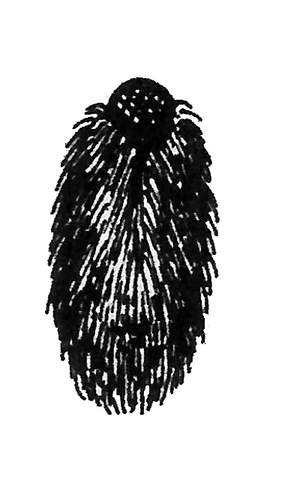 Datei:Zyklopenraupe.png