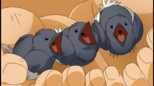 ملف:The Chicks.jpg