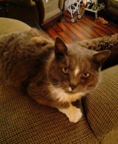 File:SISSY CAT.jpg