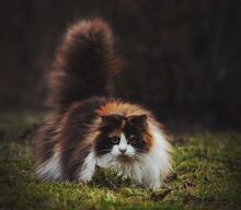 Норвежский-лесной-кот-это-не-только-ценный-мех.jpg