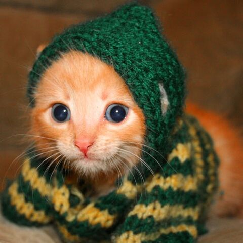 File:Epickitty.jpg