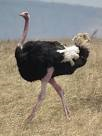 Ostritch