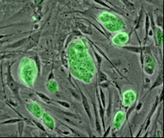 File:Green es cells.jpg