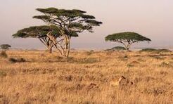 Savana