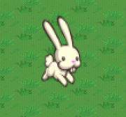 White Bunny Run