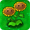 Twin Sunflower2-1-