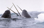 300px-Narwhals breach-1-