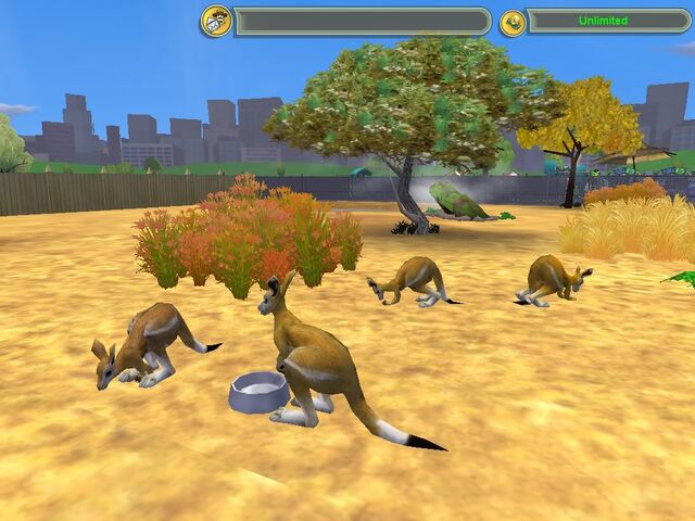 File:Bridled Nailtailed Wallaby.jpg