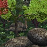 Preview temperateforest