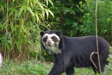Spectacled-Bear-in-the-Wild