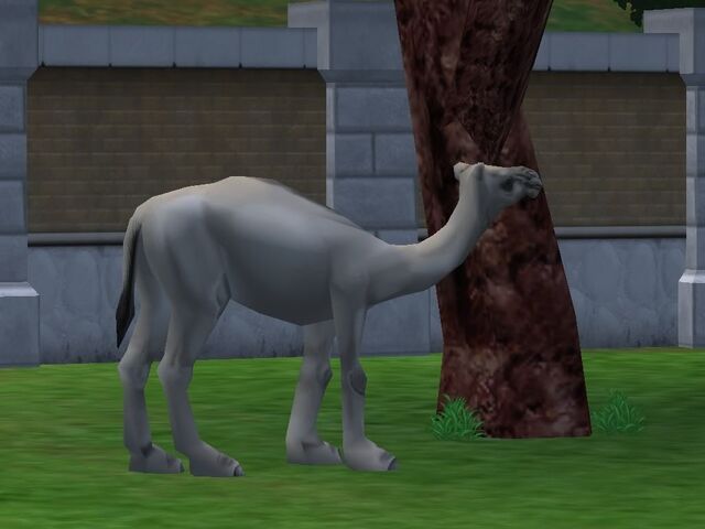 File:Procamelus.jpg