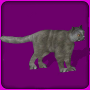 Britishshorthair
