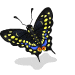75 blackSwallowtail